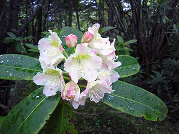 花の写真