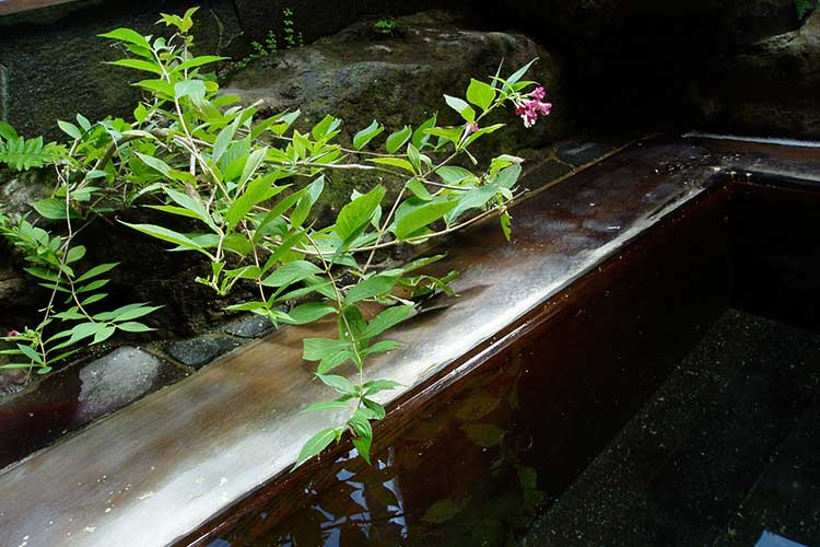 岩風呂に咲く花