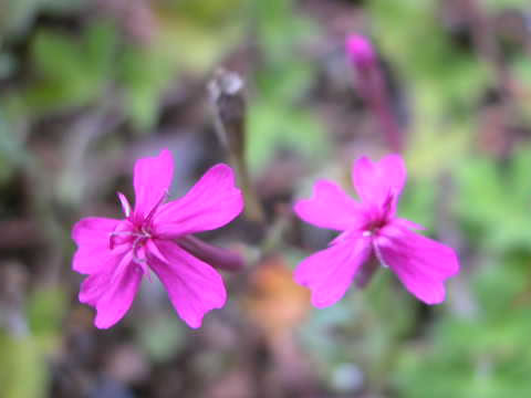 ツルビランジ