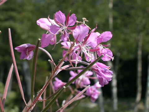 初秋の花達