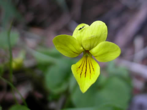 春から初夏の花達