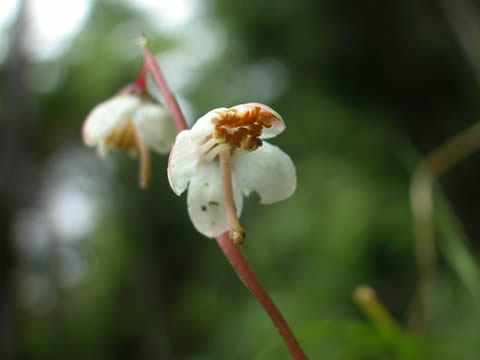 初夏から盛夏の花達