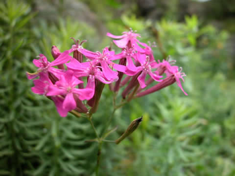 crW
