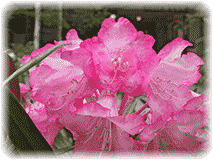 紅葉の部屋の写真